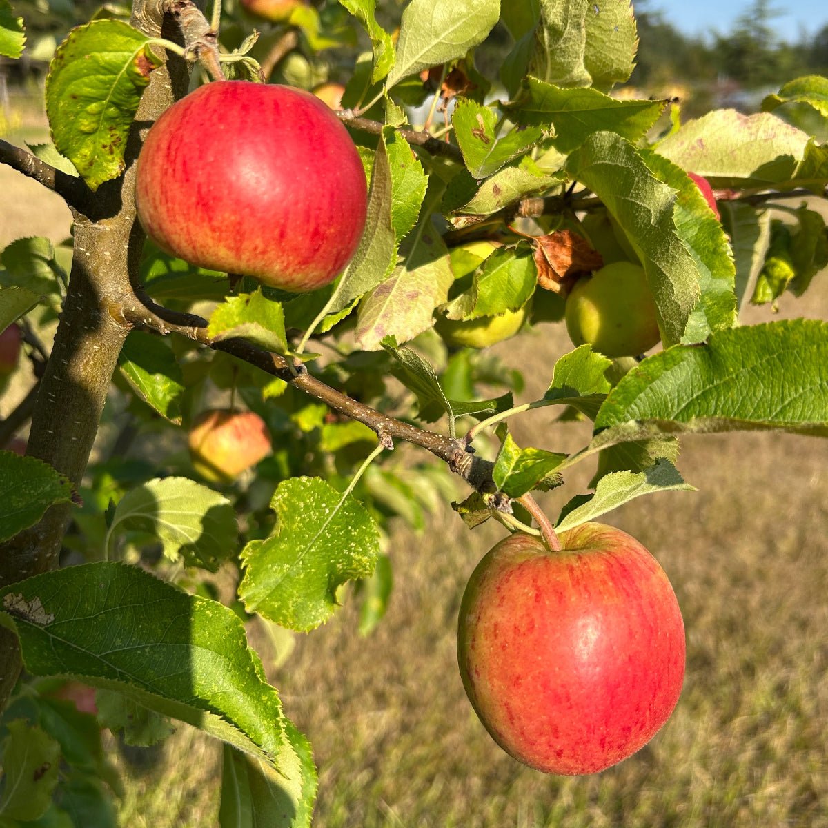 Jonagold Apple Scionwood - Dingdong's Garden