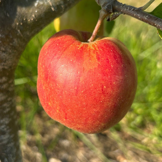 Jonagold Apple Scionwood - Dingdong's Garden