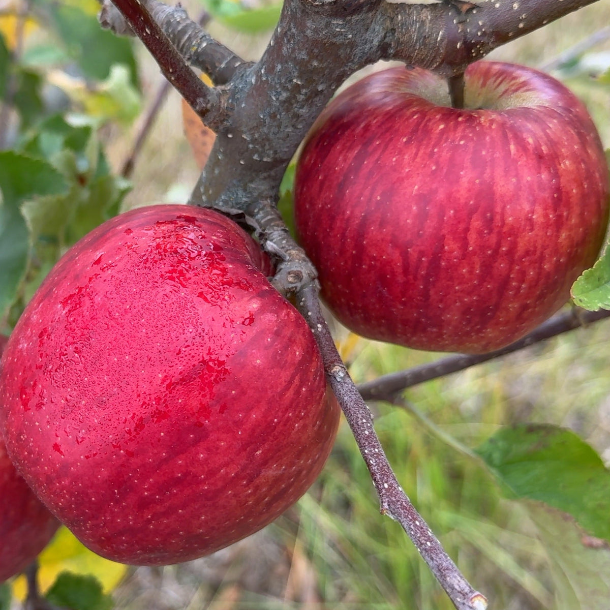 Jonagold Apple Scionwood