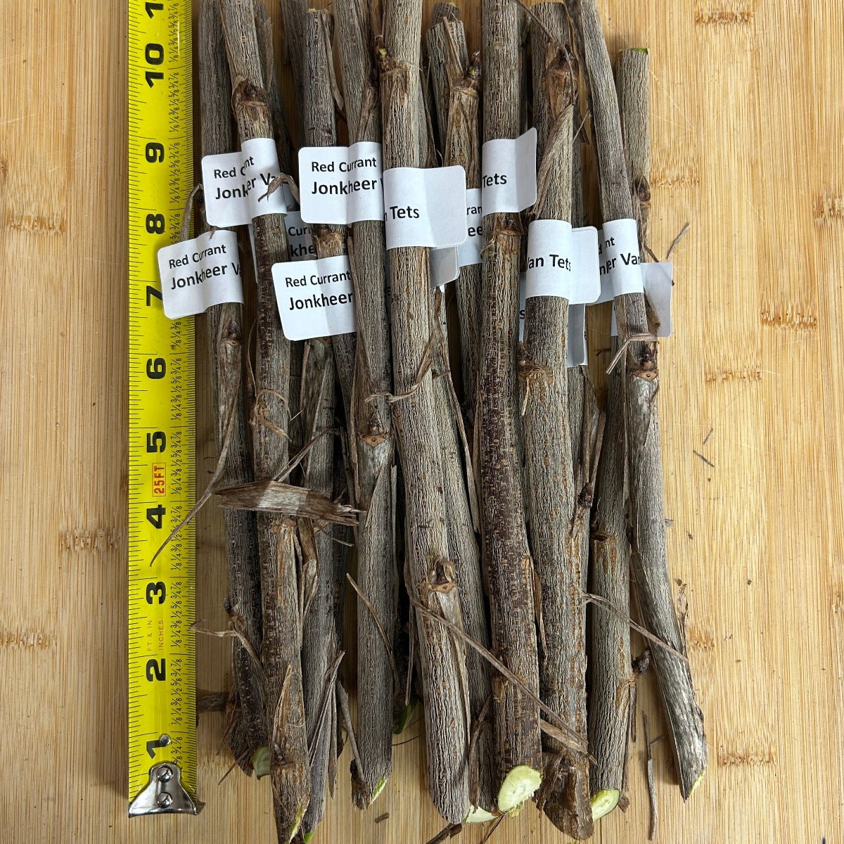 Jonkheer Van Tets Red Currant Cutting - Dingdong's Garden