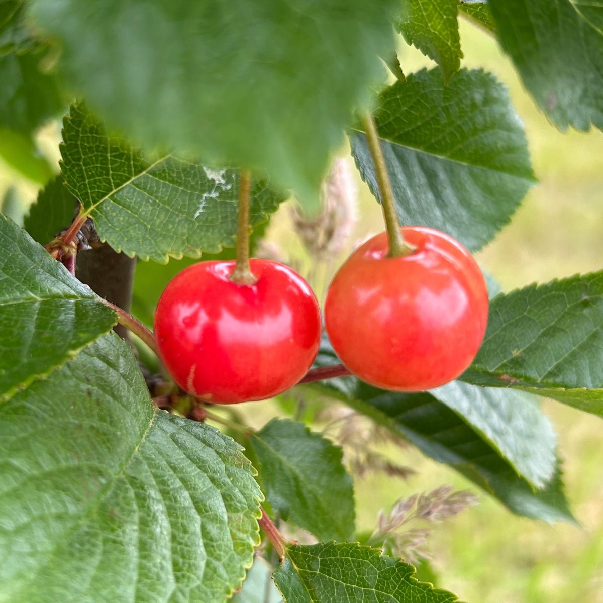 Kansas Sweet Cherry Scionwood - Dingdong's Garden