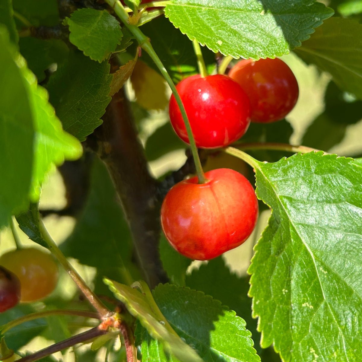 Kansas Sweet Cherry Scionwood - Dingdong's Garden
