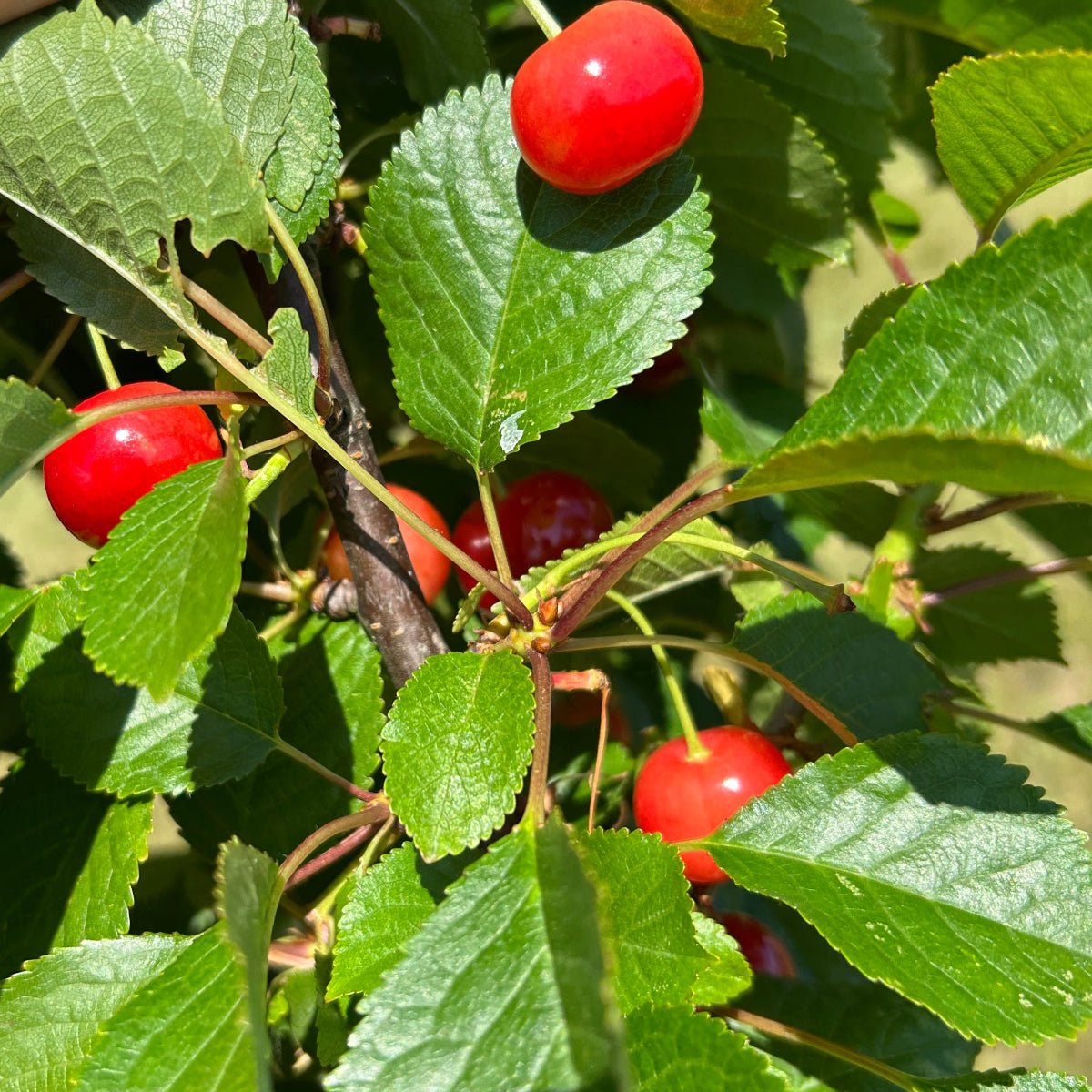 Kansas Sweet Cherry Scionwood - Dingdong's Garden