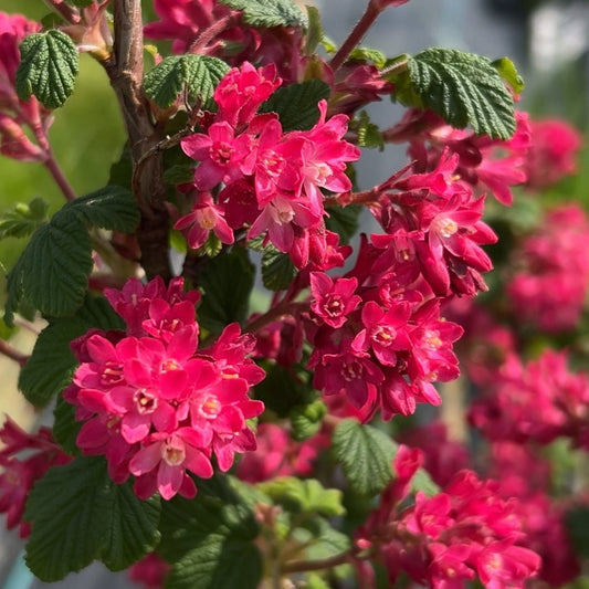 King Edward Flowering Currant Cutting - Dingdong's Garden