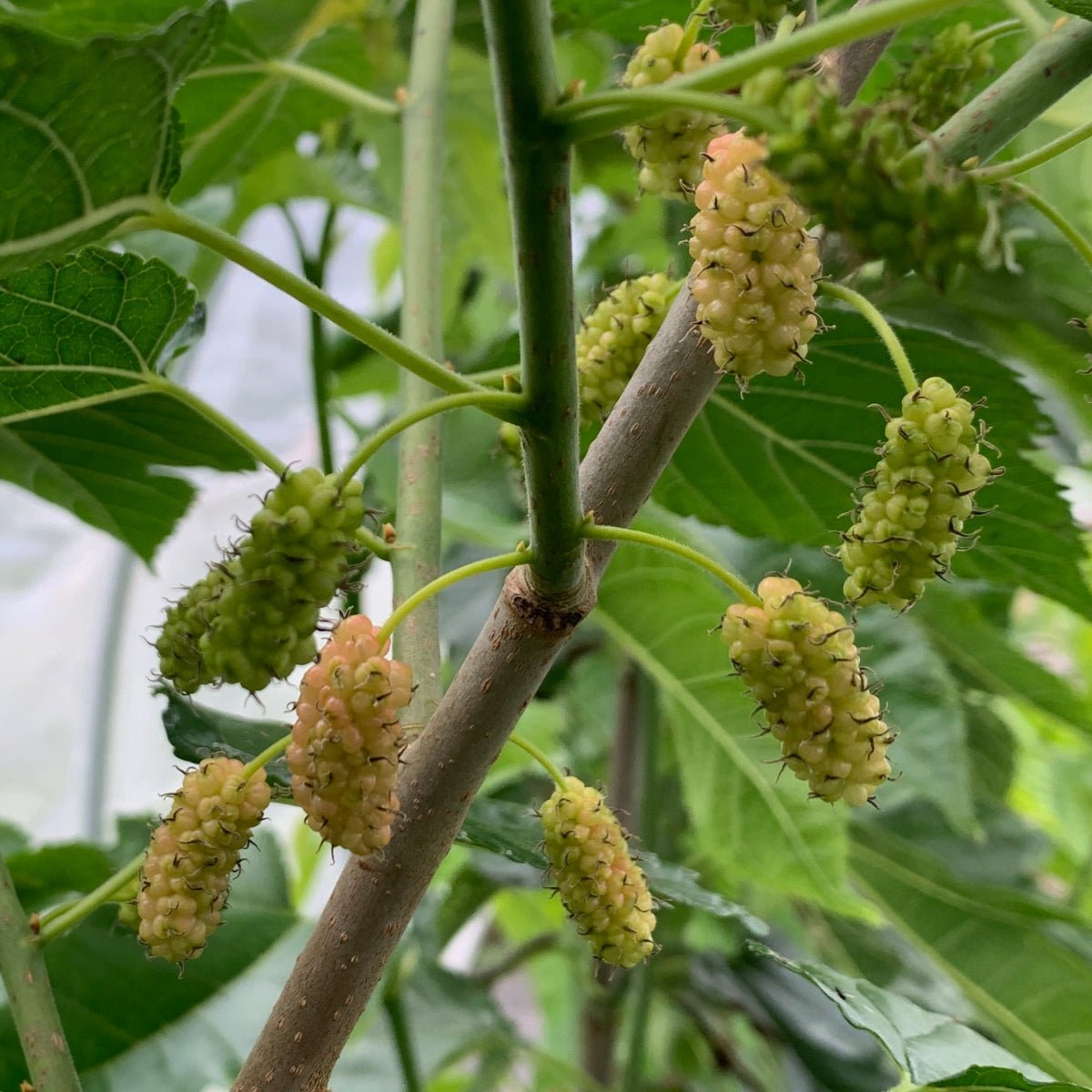 Kip Parker Mulberry Cutting - Dingdong's Garden