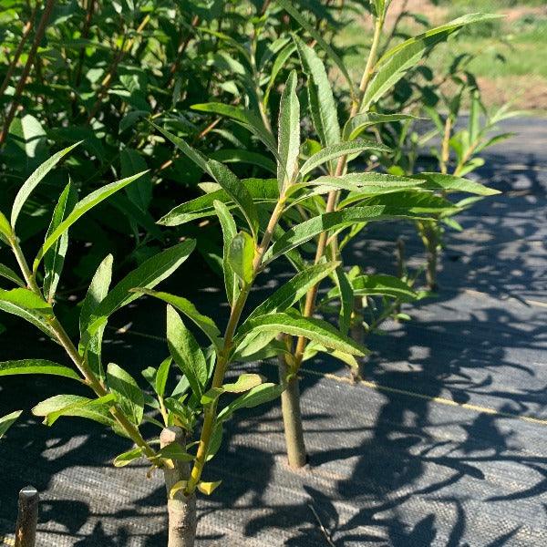 Aquatica Gigantea Korso Willow Cutting - Dingdong's Garden