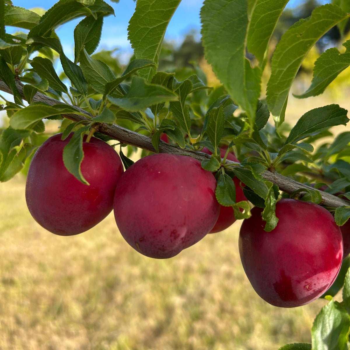 Kuban Comet Plum Scionwood - Dingdong's Garden