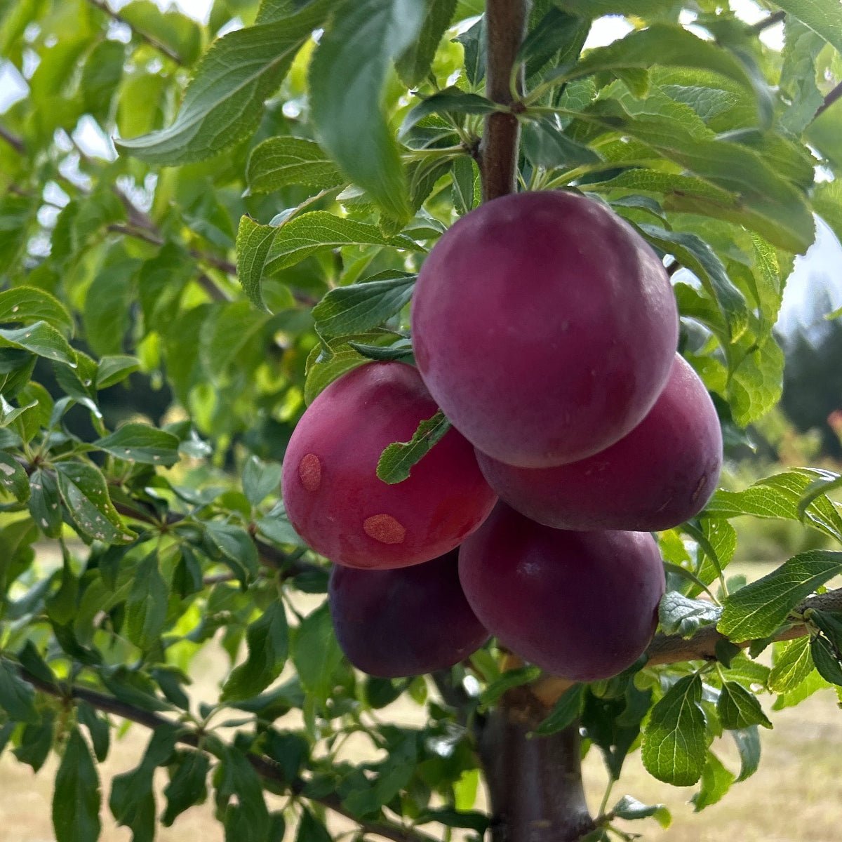Kuban Comet Plum Scionwood - Dingdong's Garden