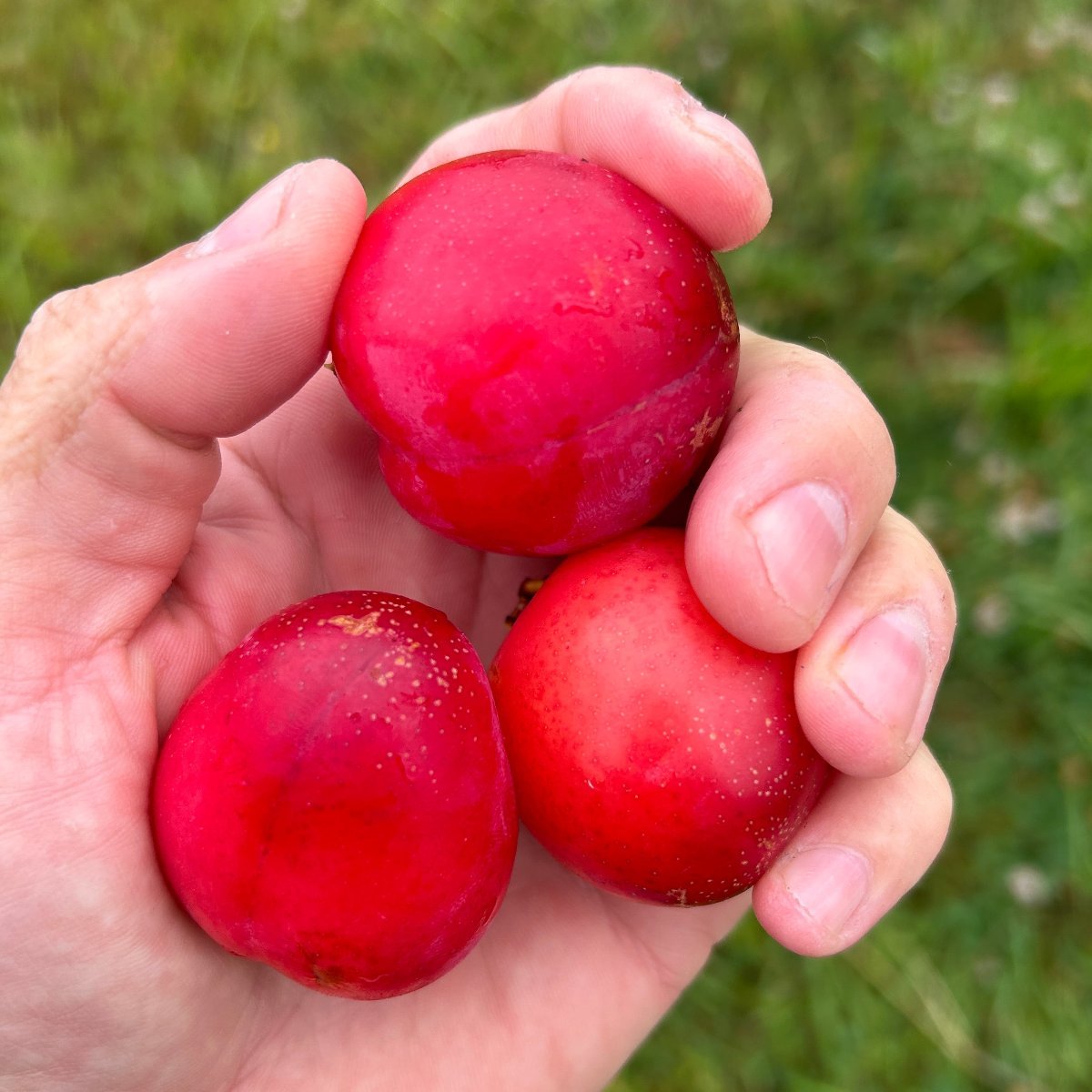 Kuban Delight Plum Scionwood - Dingdong's Garden