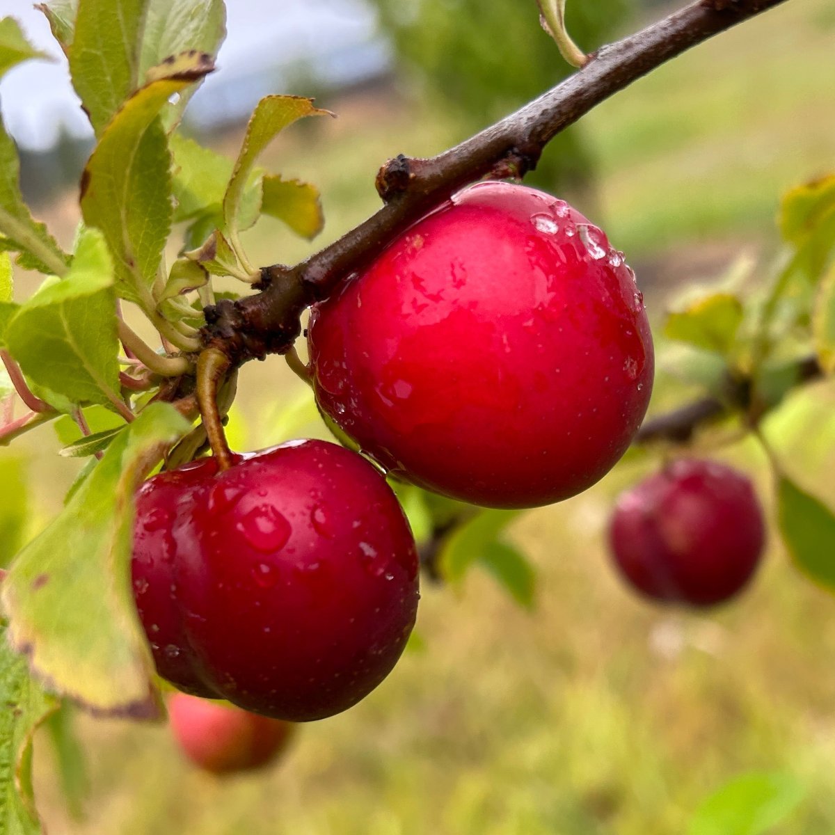 Kuban Delight Plum Scionwood - Dingdong's Garden
