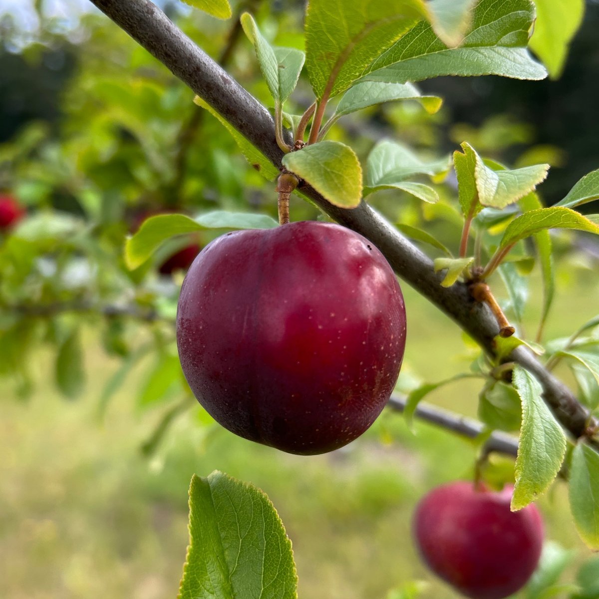 Kuban Delight Plum Scionwood - Dingdong's Garden