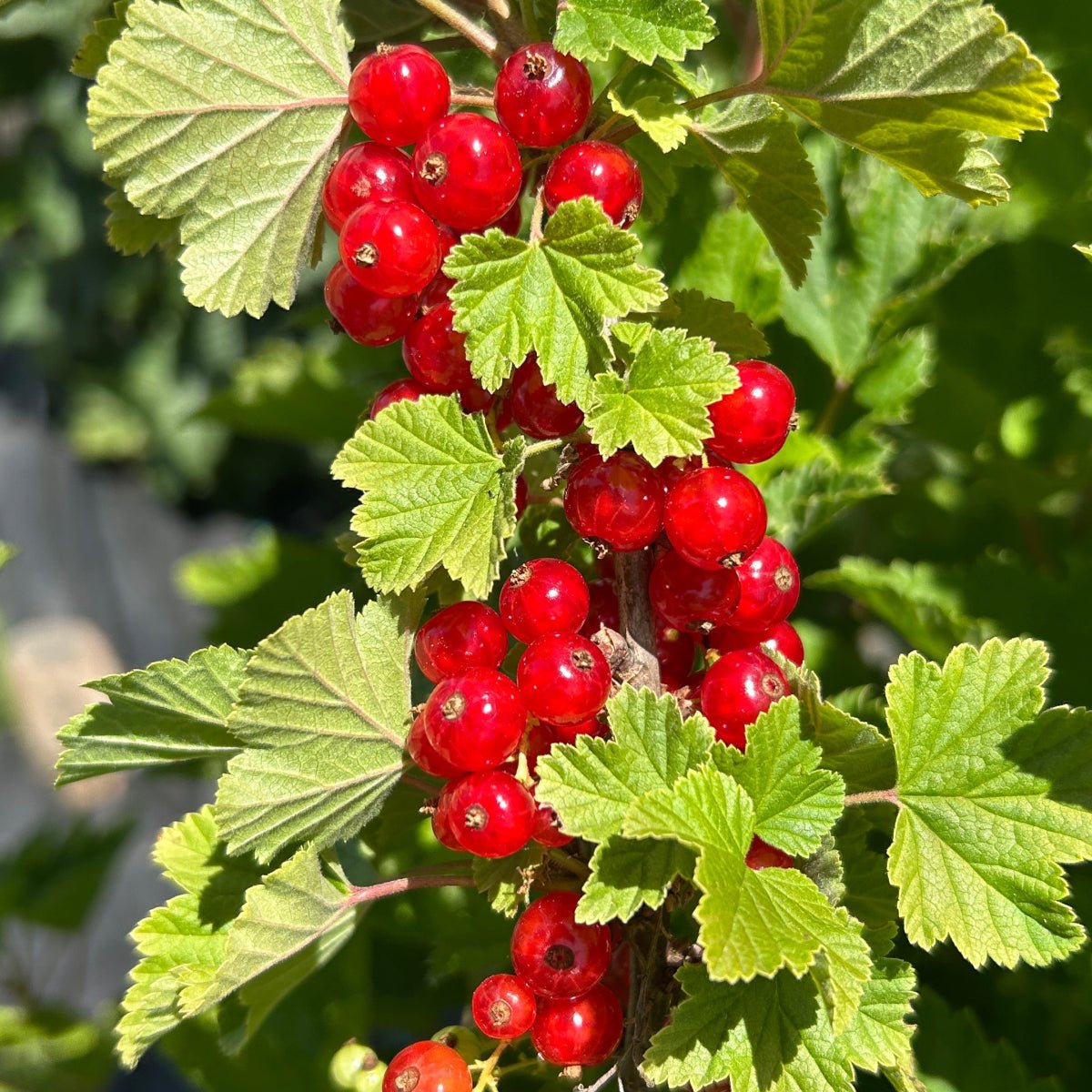 Laxton's 1 Red Currant Cutting - Dingdong's Garden