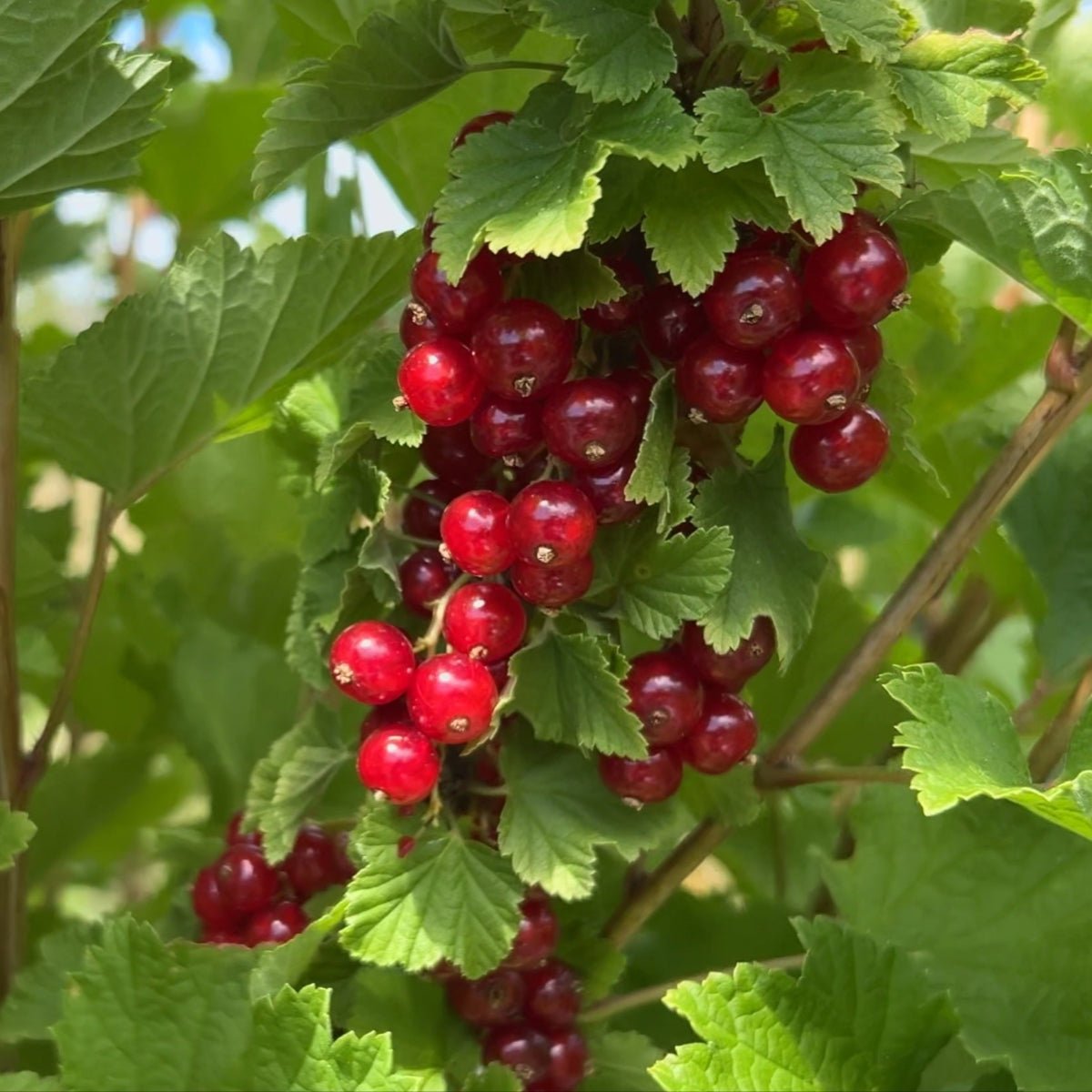 Laxton's 1 Red Currant Cutting - Dingdong's Garden