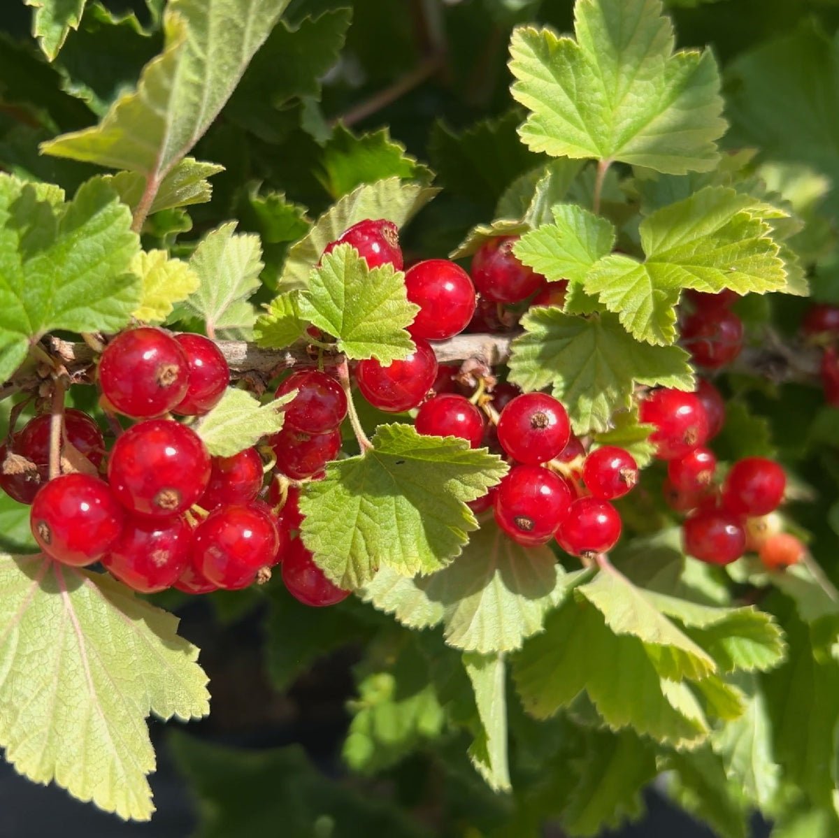 Laxton's 1 Red Currant Cutting - Dingdong's Garden