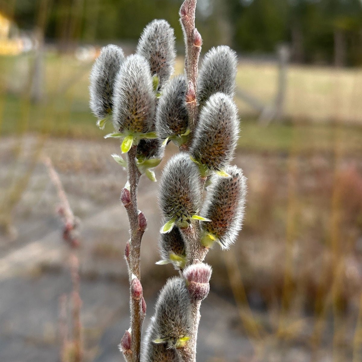 Lemoine's Improved Willow Cutting - Dingdong's Garden