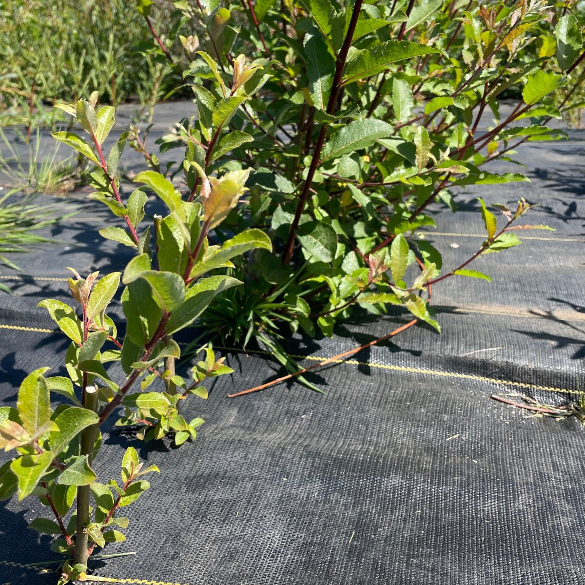 Lemoine's Improved Willow Cutting - Dingdong's Garden