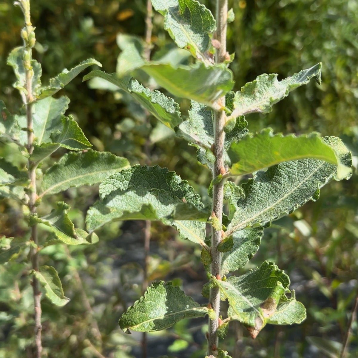 Lemoine's Improved Willow Cutting - Dingdong's Garden