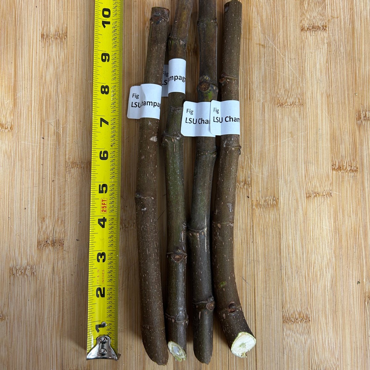 LSU Champagne Fig Cutting - Dingdong's Garden