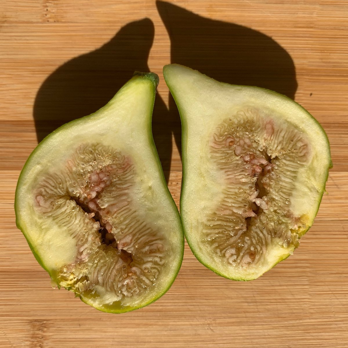 LSU Gold Fig Cutting - Dingdong's Garden