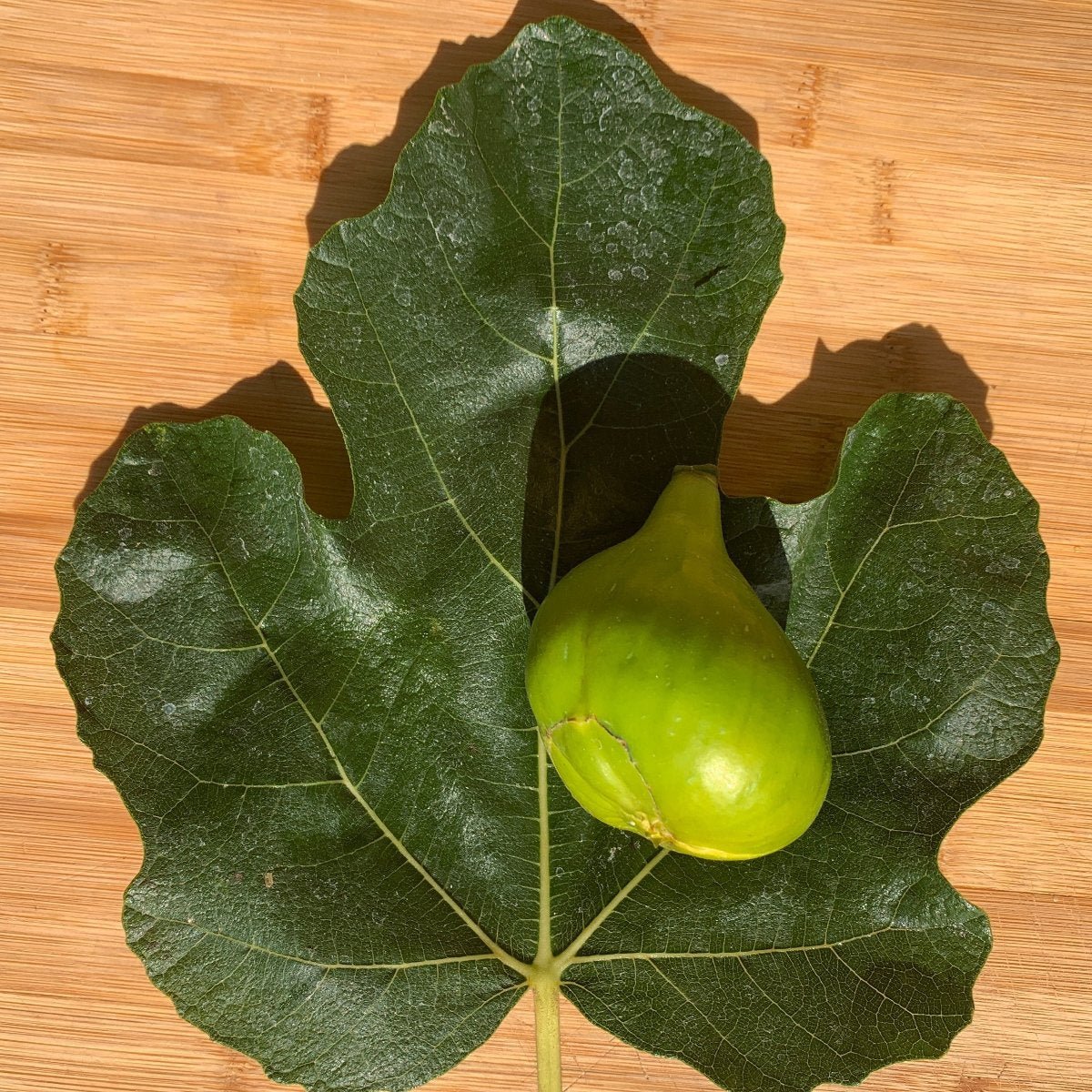 LSU Gold Fig Cutting - Dingdong's Garden