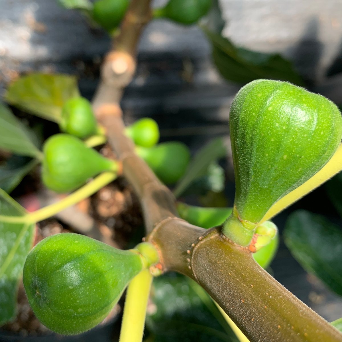 LSU Gold Fig Cutting - Dingdong's Garden