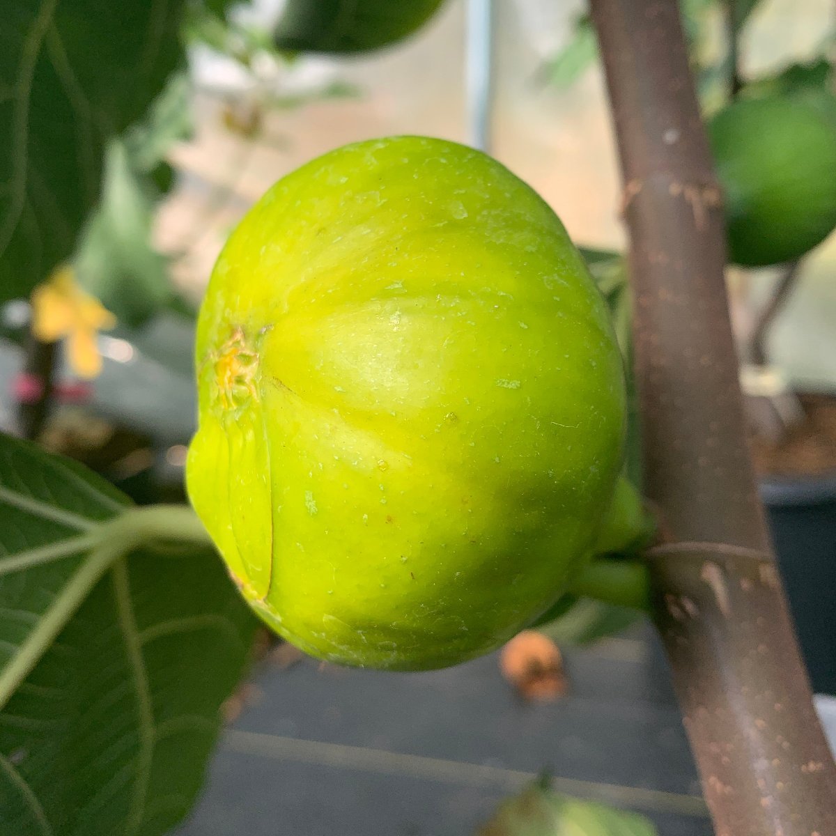 LSU Gold Fig Cutting - Dingdong's Garden