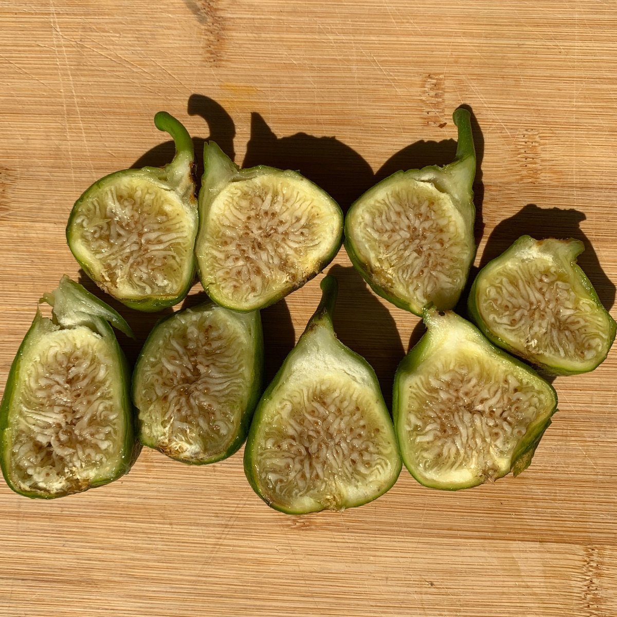 LSU Gold Fig Cutting - Dingdong's Garden