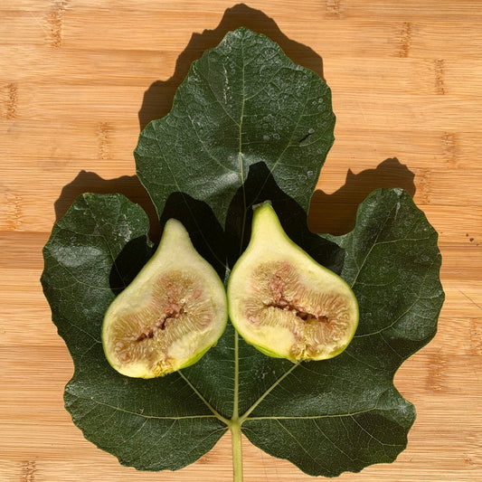 LSU Gold Fig Cutting - Dingdong's Garden