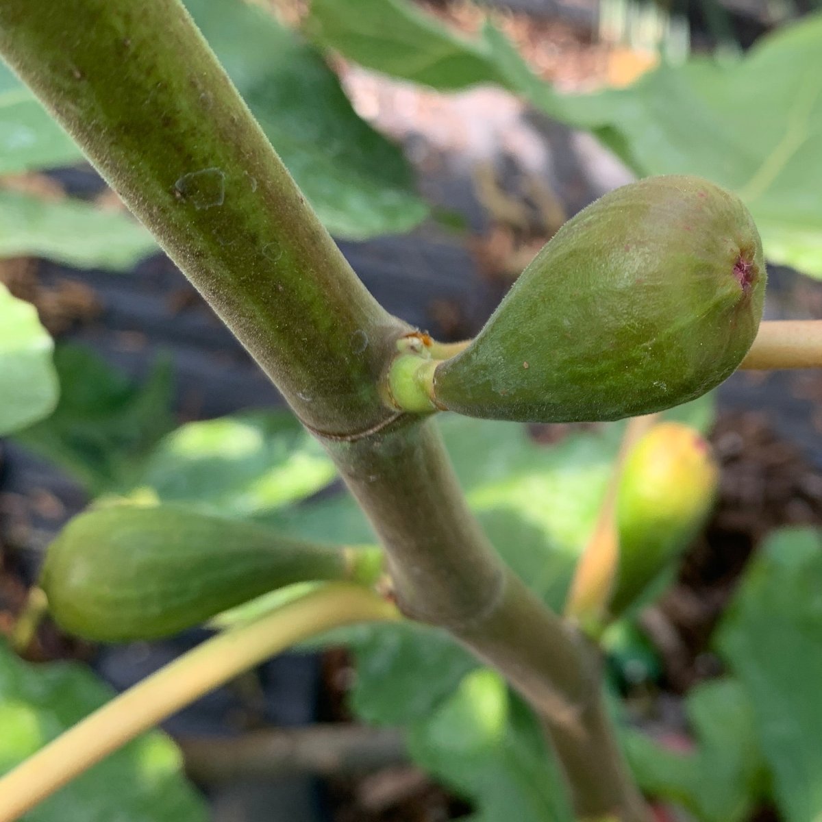 LSU Purple Fig Cutting - Dingdong's Garden