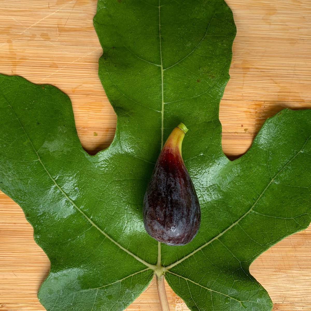 LSU Purple Fig Cutting