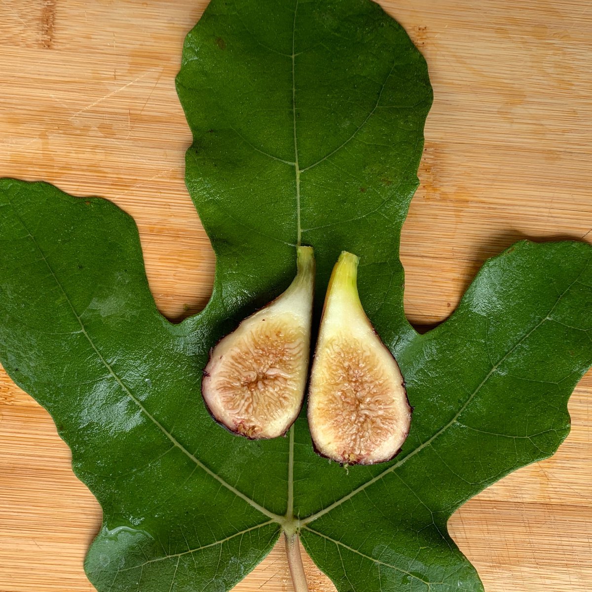LSU Purple Fig Cutting