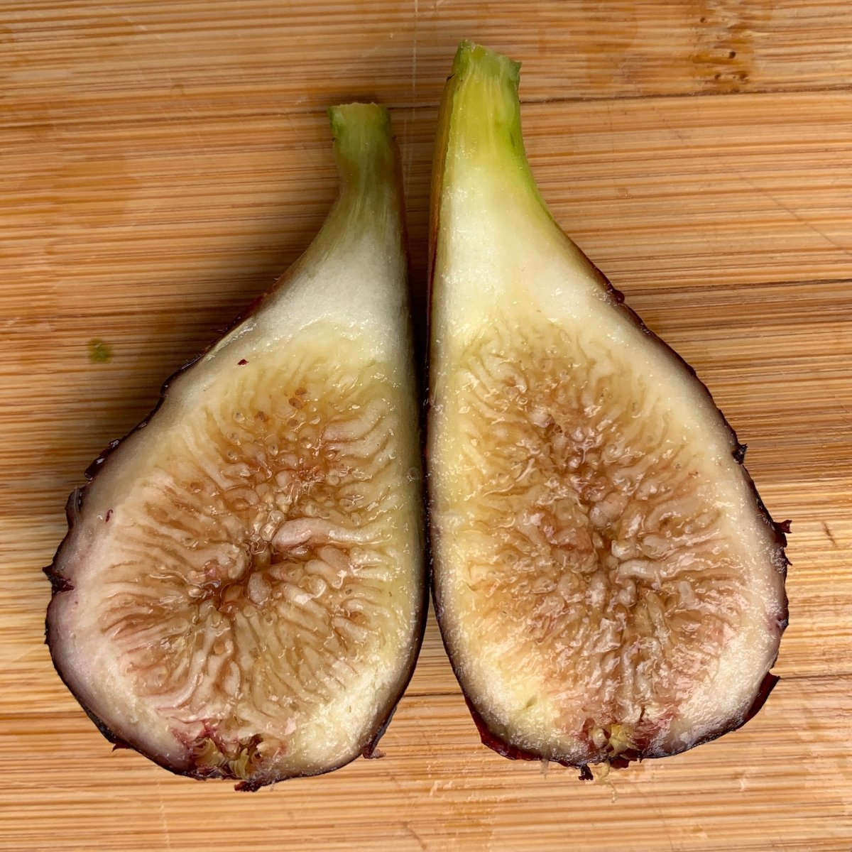 LSU Purple Fig Cutting