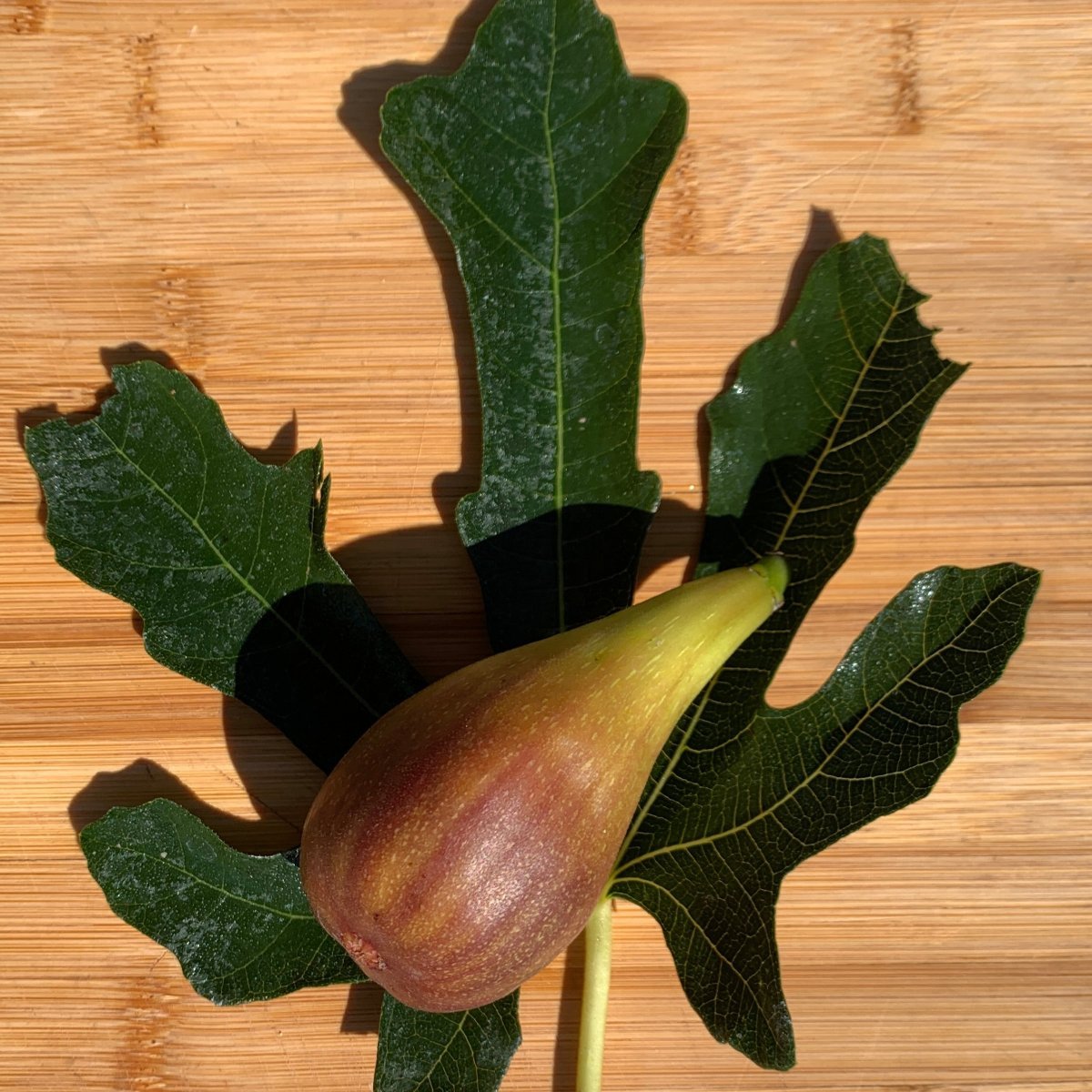 Madeleine des Deux Saisons Fig Cutting - Dingdong's Garden