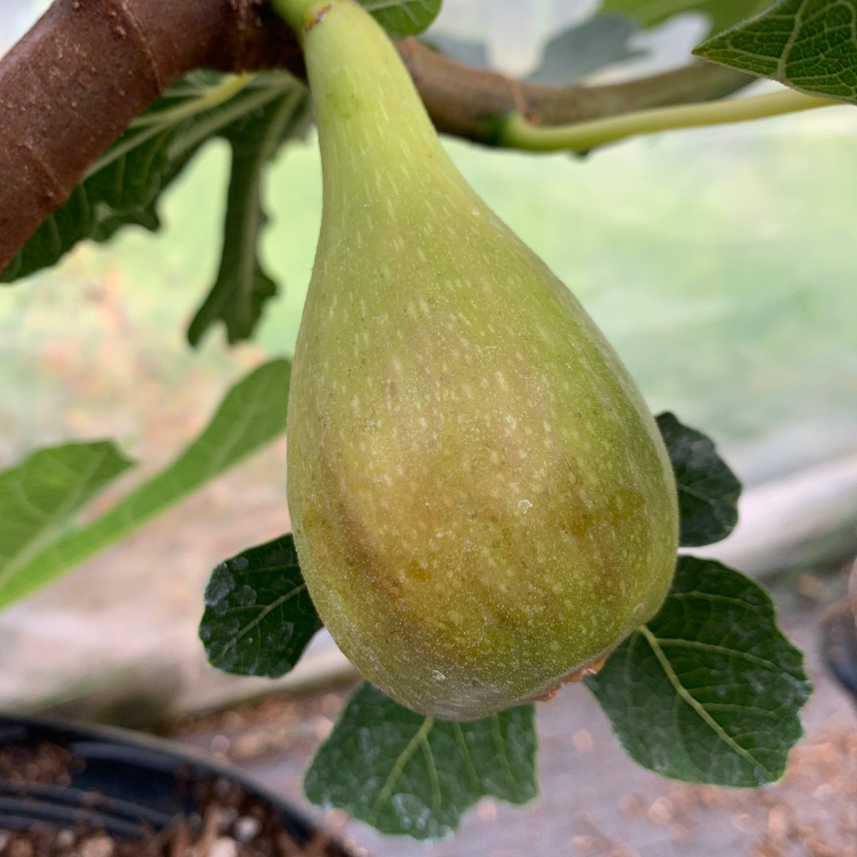 Madeleine des Deux Saisons Fig Cutting - Dingdong's Garden