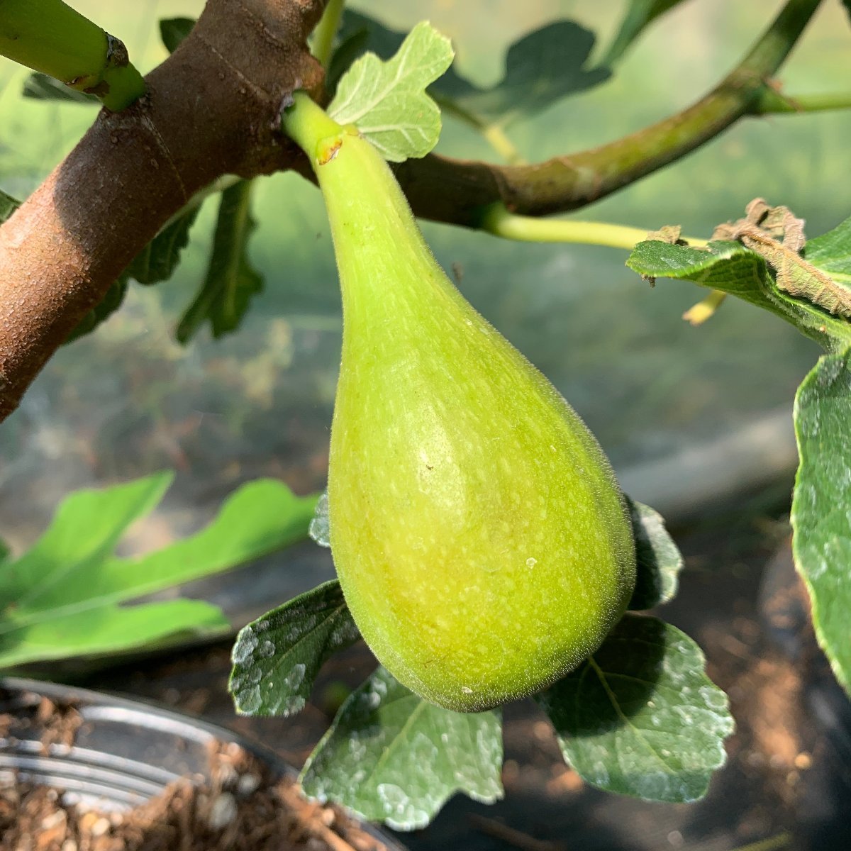 Madeleine des Deux Saisons Fig Cutting - Dingdong's Garden