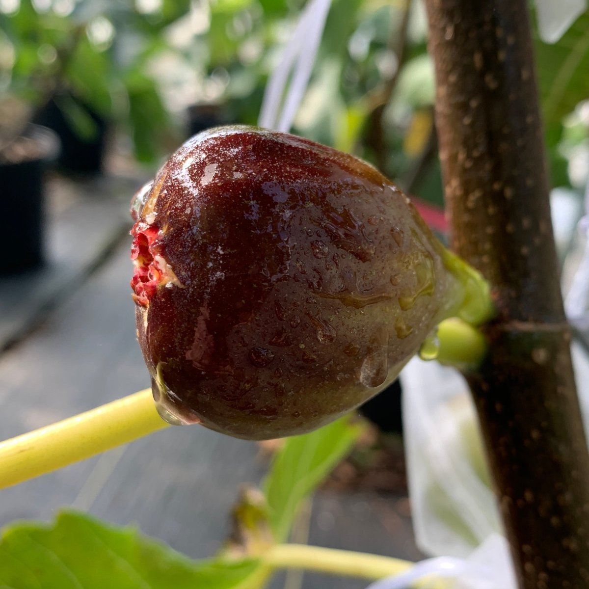 Makadonia Dark Fig Cutting - Dingdong's Garden