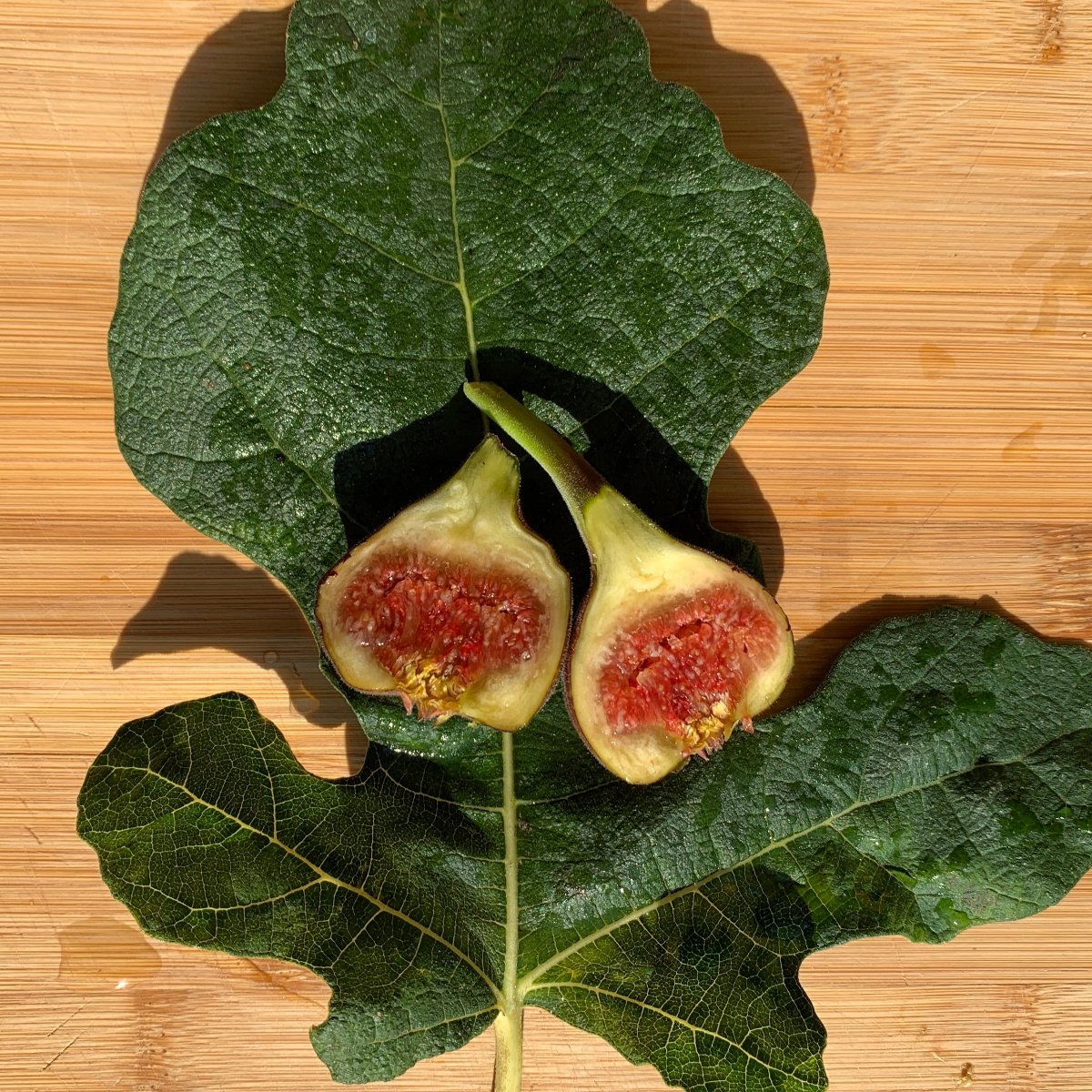 Makadonia Dark Fig Cutting - Dingdong's Garden