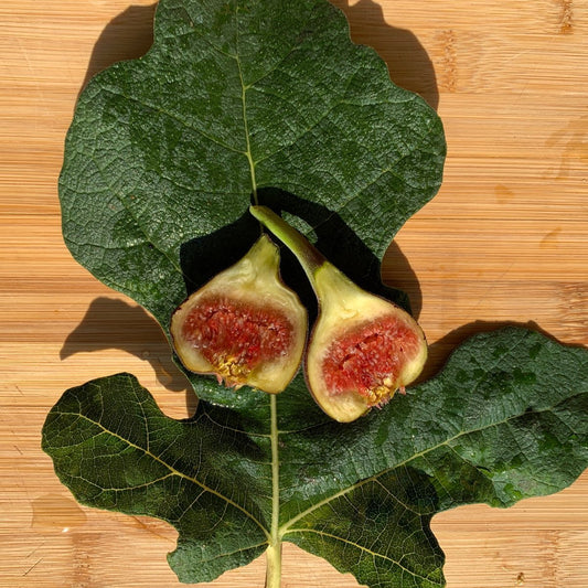 Makadonia Dark Fig Cutting - Dingdong's Garden