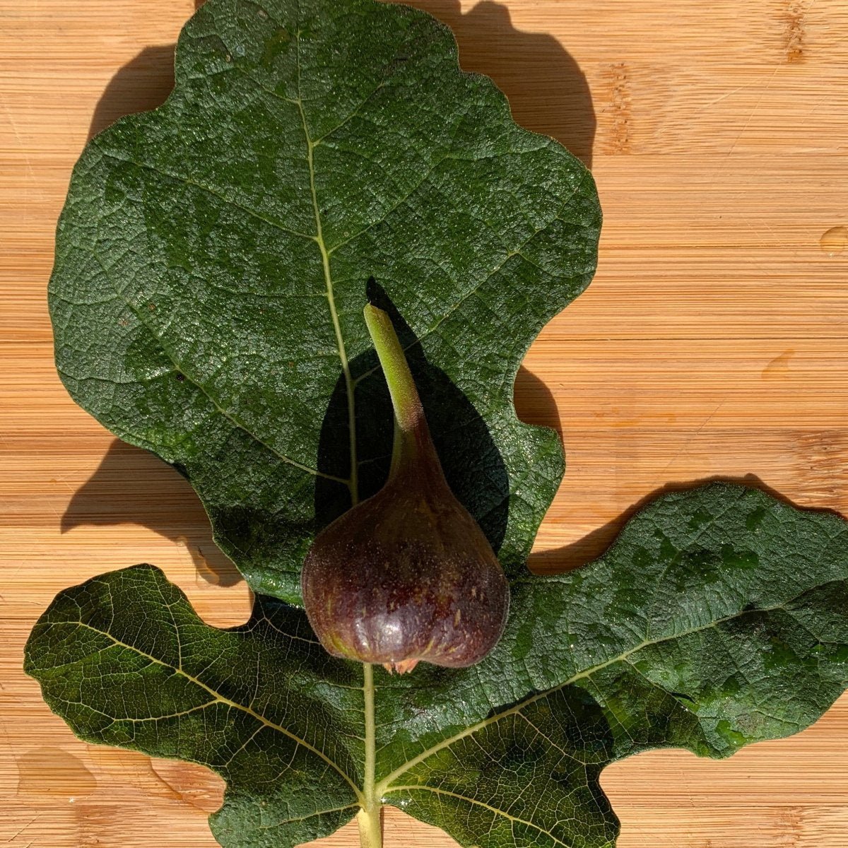 Makadonia Dark Fig Cutting - Dingdong's Garden