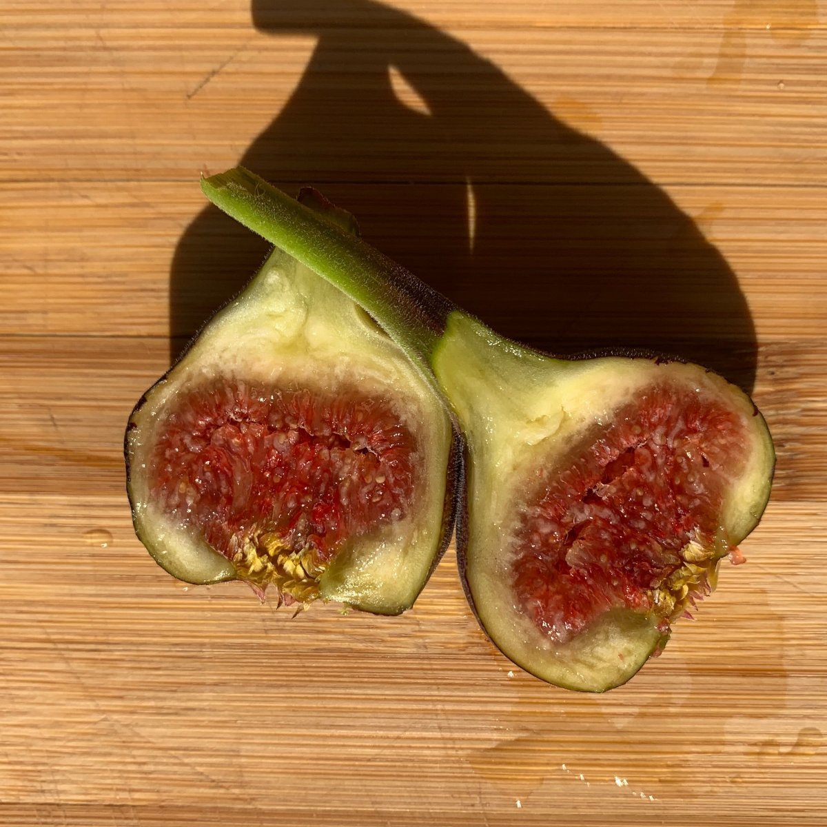 Makadonia Dark Fig Cutting - Dingdong's Garden