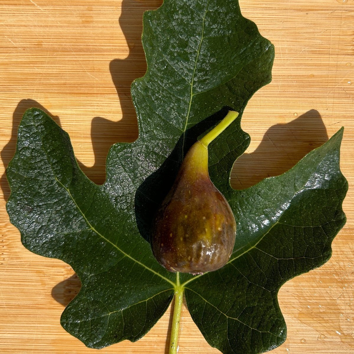Malta Black Fig Cutting - Dingdong's Garden