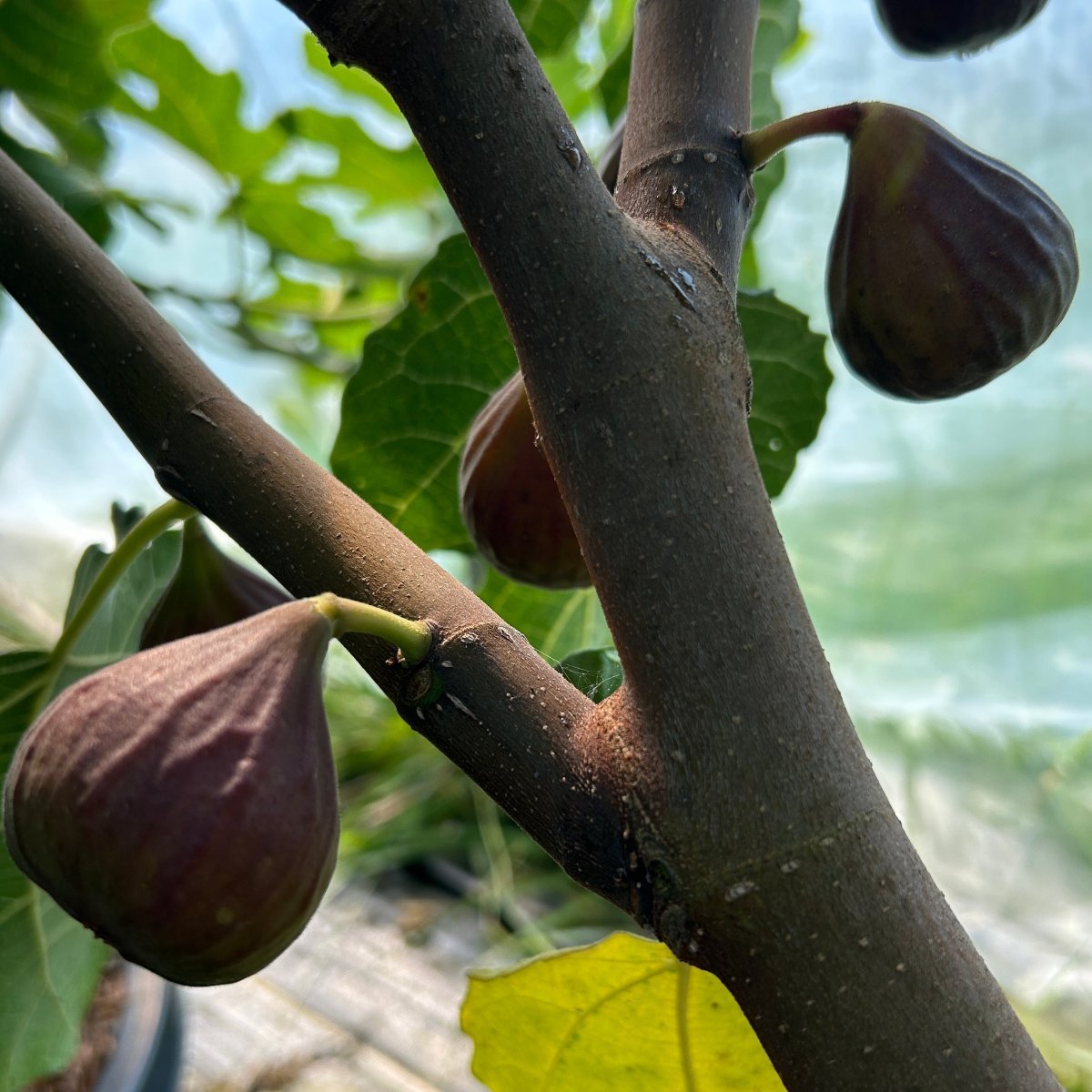 Malta Black Fig Cutting - Dingdong's Garden