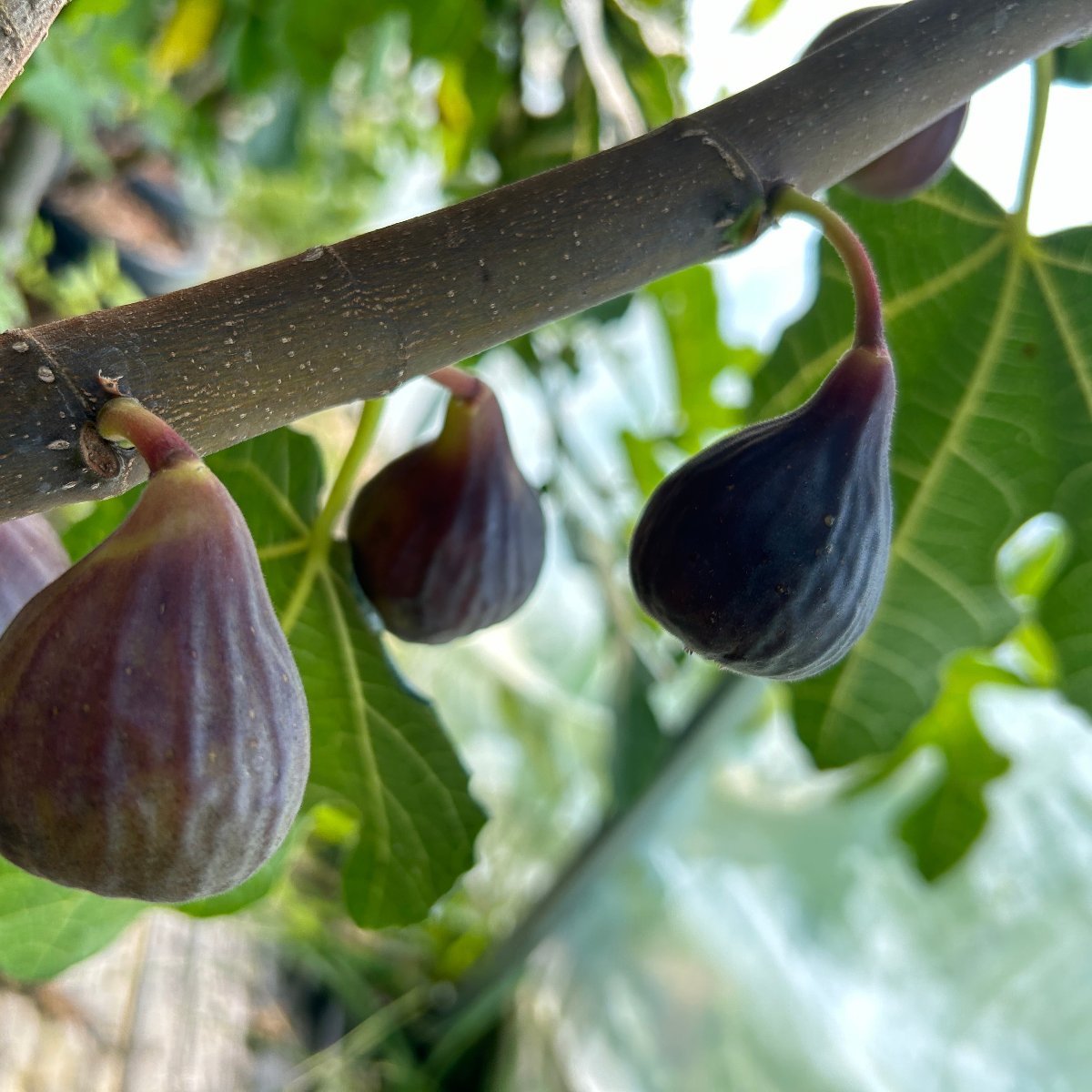 Malta Black Fig Cutting - Dingdong's Garden