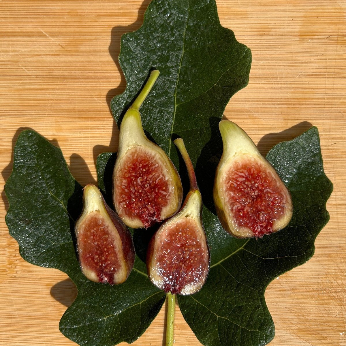 Malta Black Fig Cutting - Dingdong's Garden