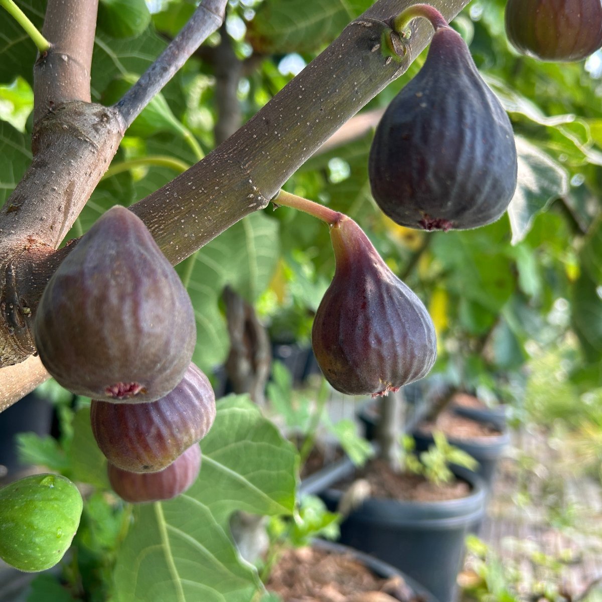 Malta Black Fig Cutting - Dingdong's Garden