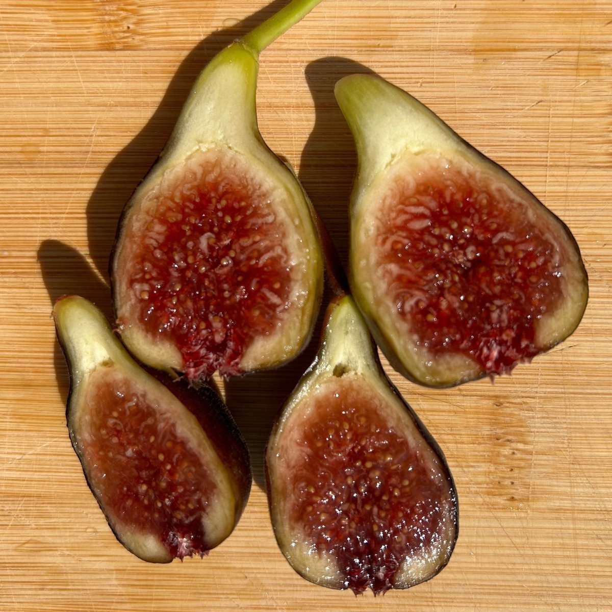 Malta Black Fig Cutting - Dingdong's Garden