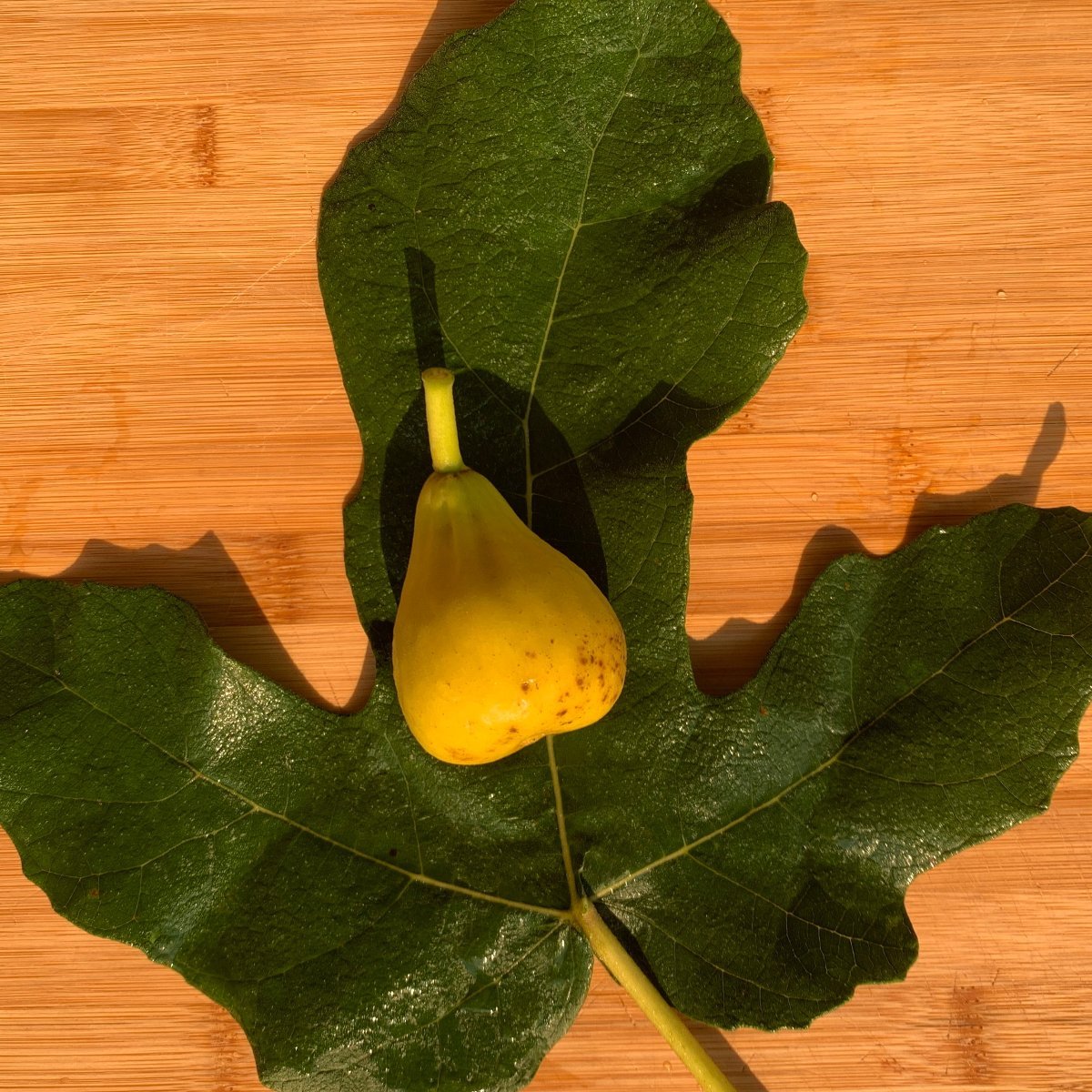 Mary Lane Fig Cutting - Dingdong's Garden