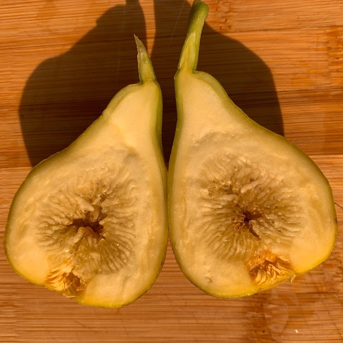 Mary Lane Fig Cutting - Dingdong's Garden