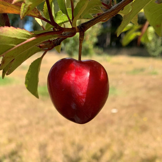 Methley Plum Scionwood - Dingdong's Garden