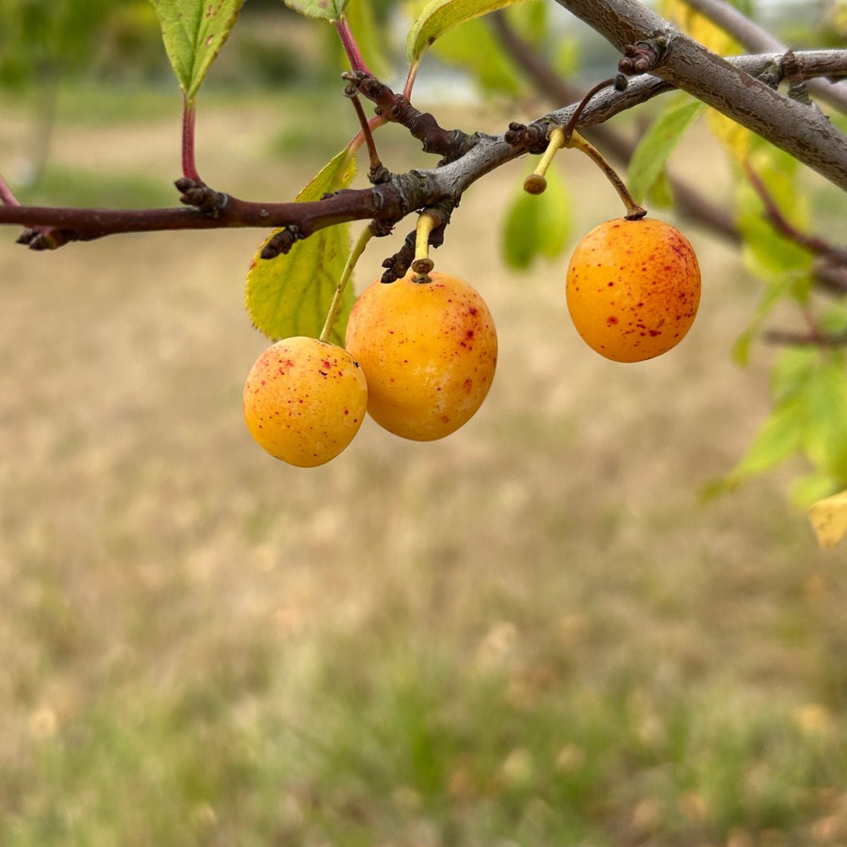 Mirabelle Plum Scionwood - Dingdong's Garden